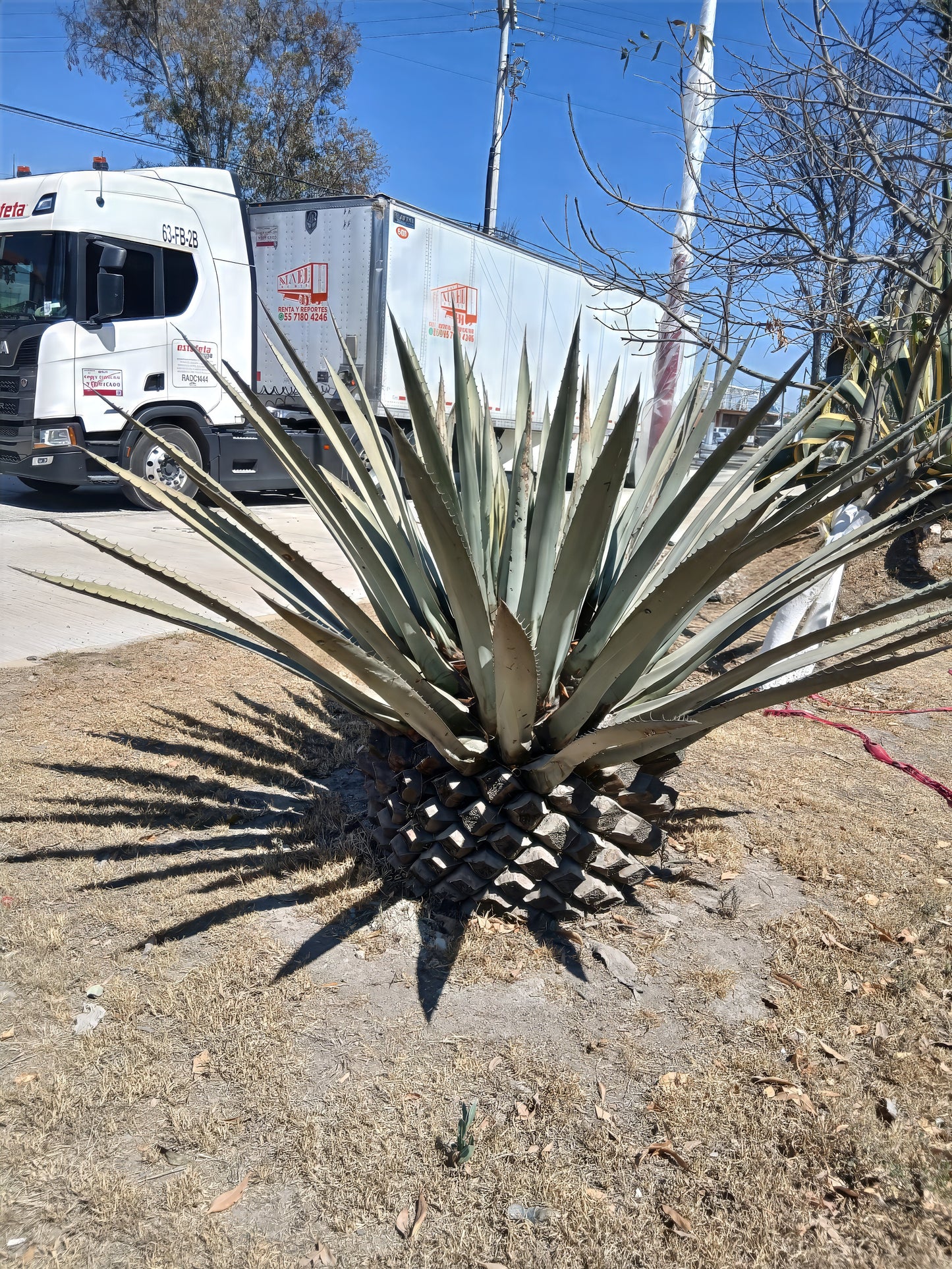 Agave sisalana sisal planted on roadside landscaping.