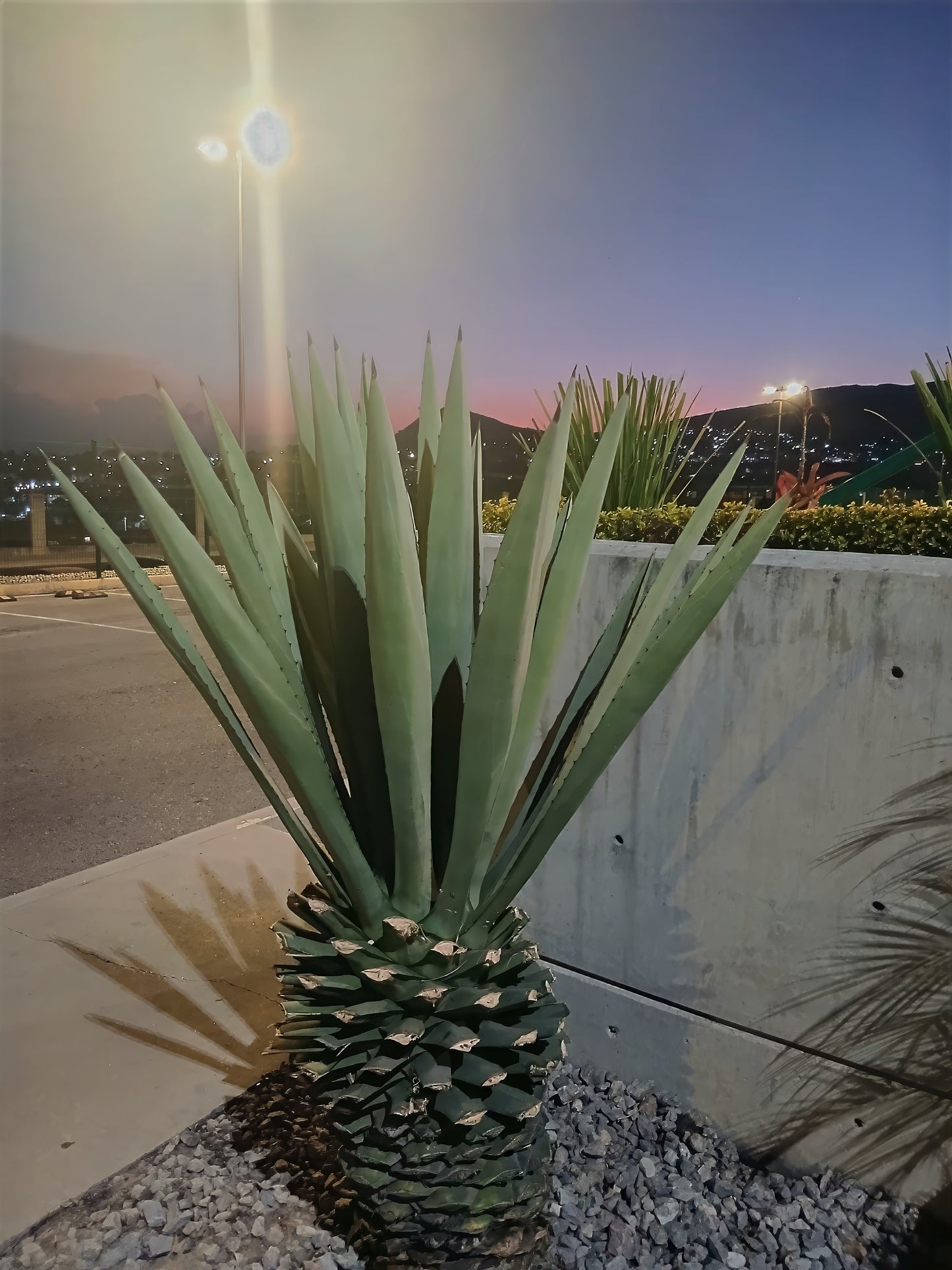 Agave sisalana with a sunrise in the background