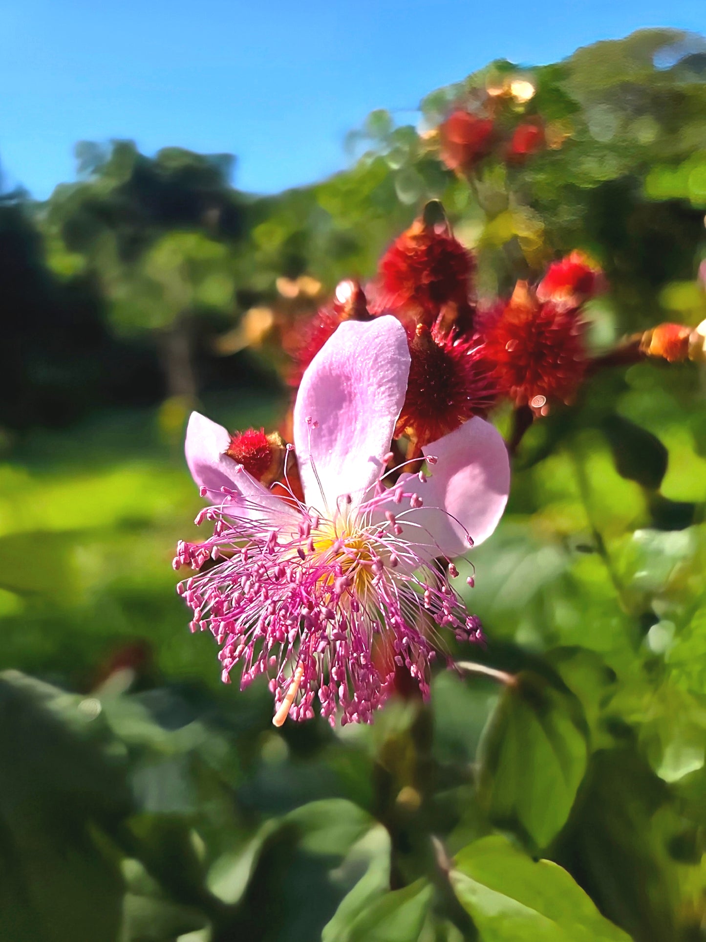 Close-up of a pink Annatto lipstick tree flower with red buds against a blurred green background. (Bixa orellana)