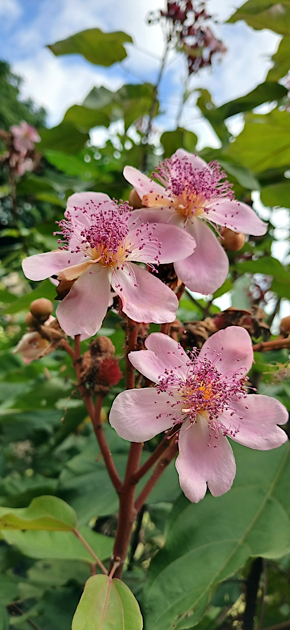 Pink Annatto lipstick tree flowers with green leaves against a blue sky