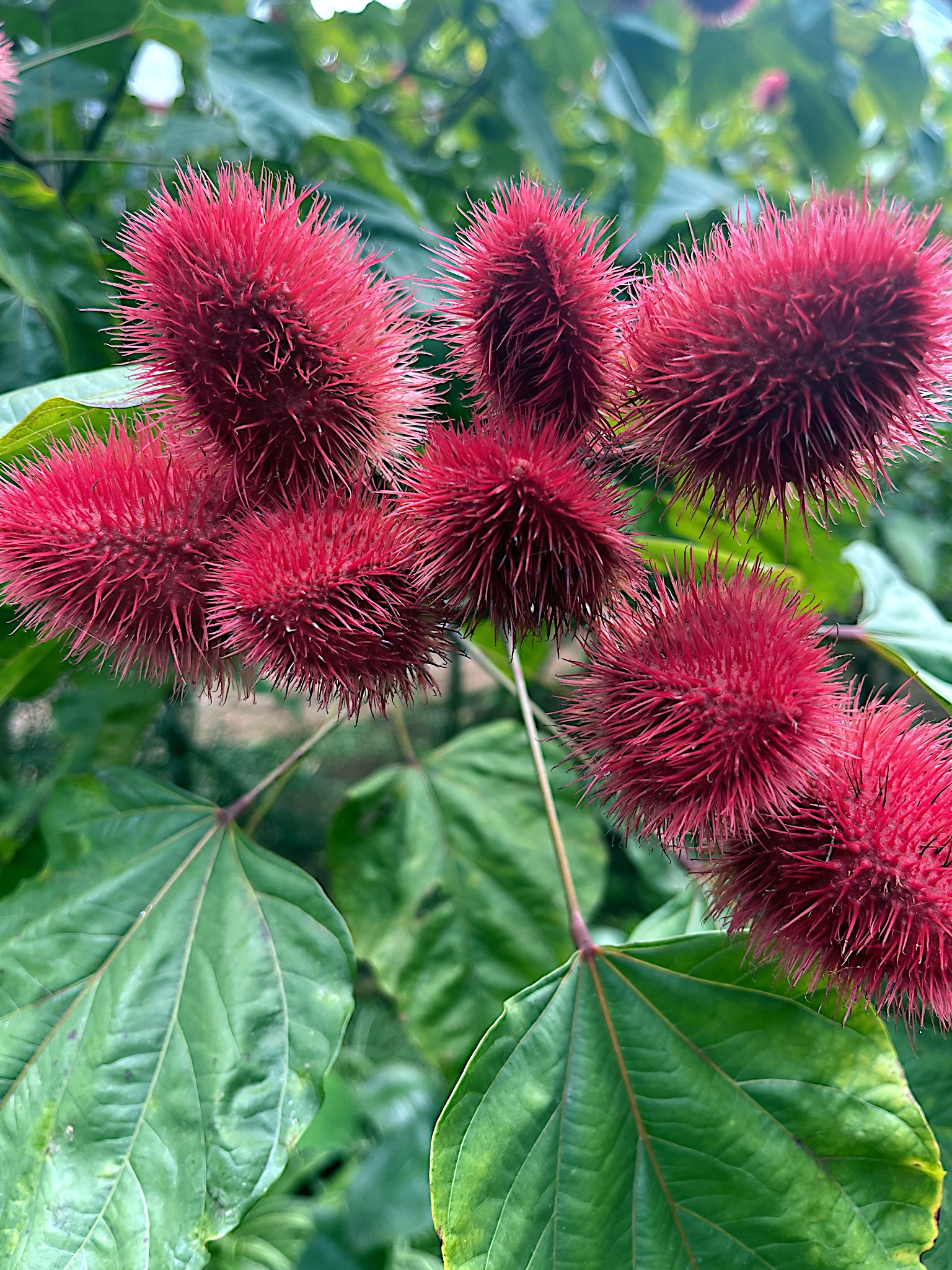 Close-up of red spiky Annatto Lipstick tree pods with green leaves in the background