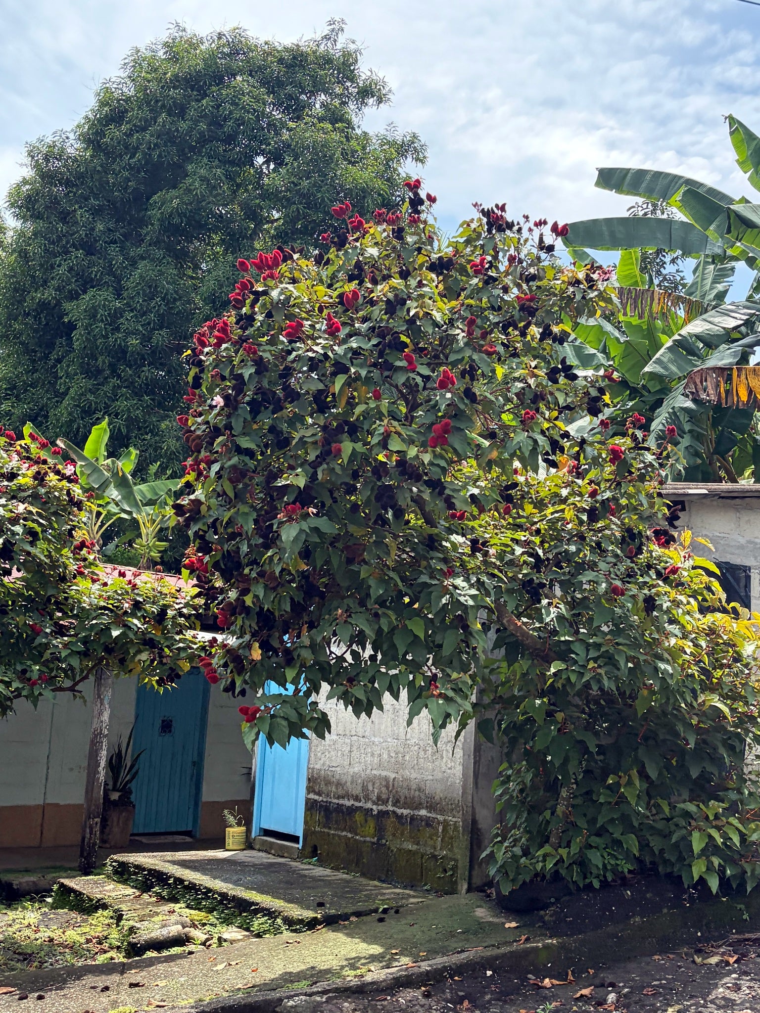 Annatto Lipstick tree covered building entrance with colorful flowers and greenery