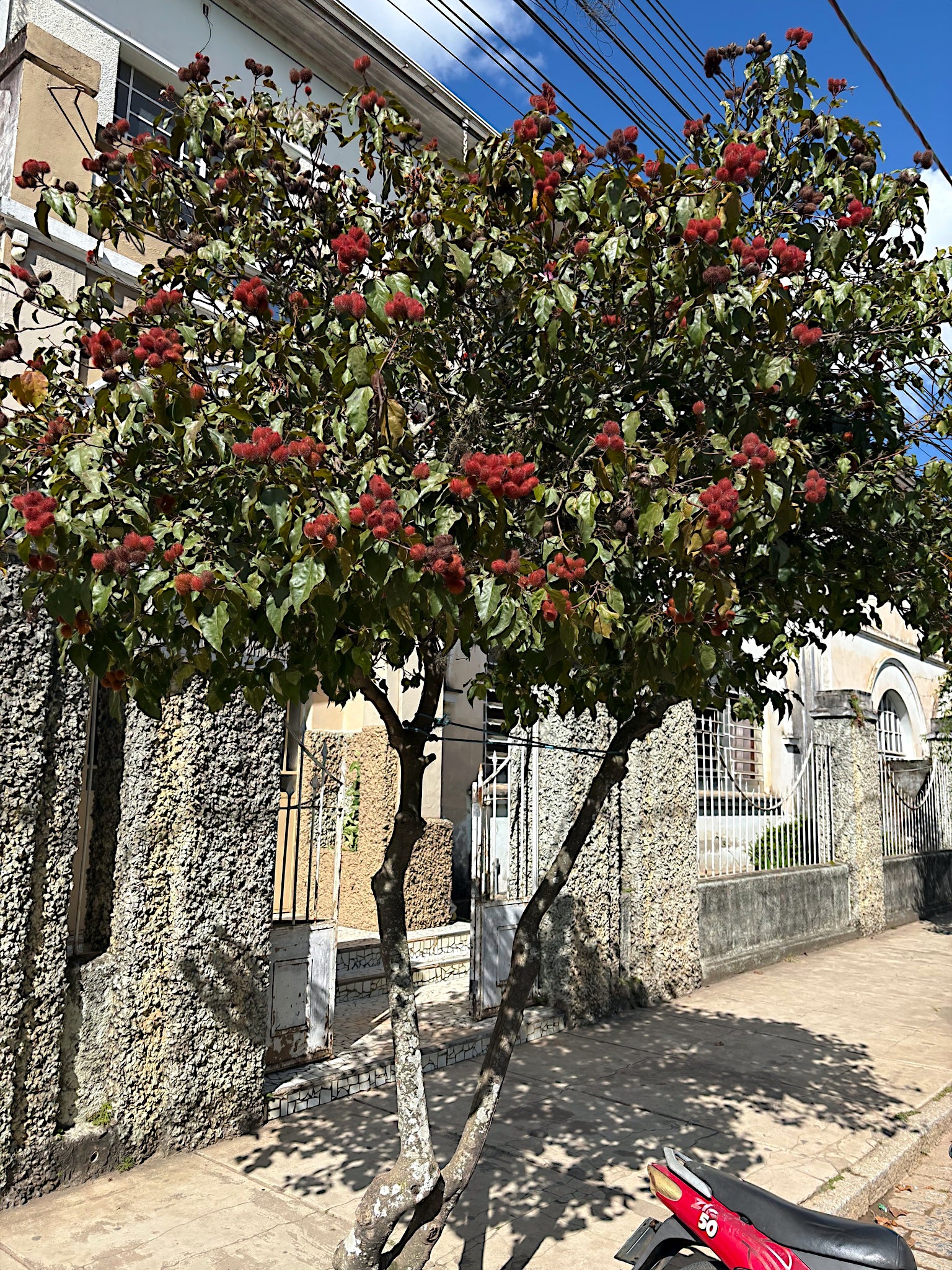 Annatto Lipstick Tree with red flowers in a residential area