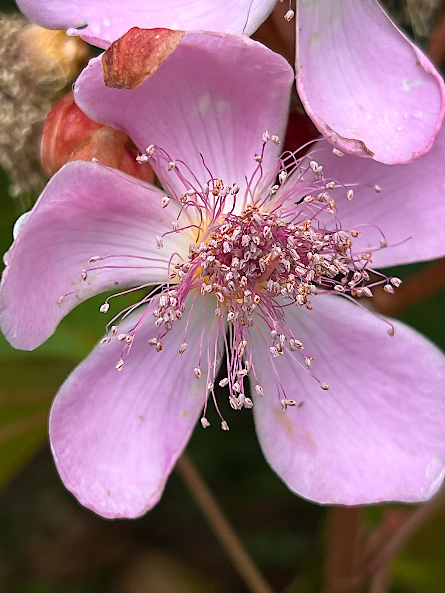 Close-up of a pink Annatto Lipstick tree flower with visible stamens against a blurred background. (Bixa orellana)