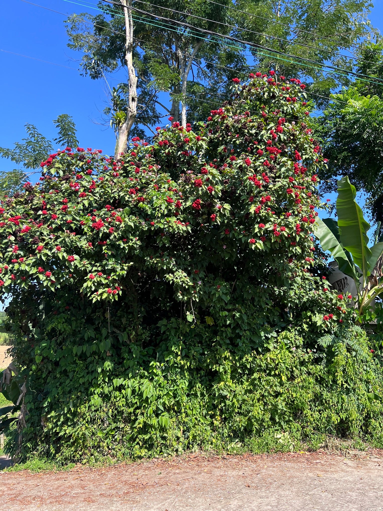 Tall green Annatto lipstick tree with red berries against a blue sky. (Bixa orellana)