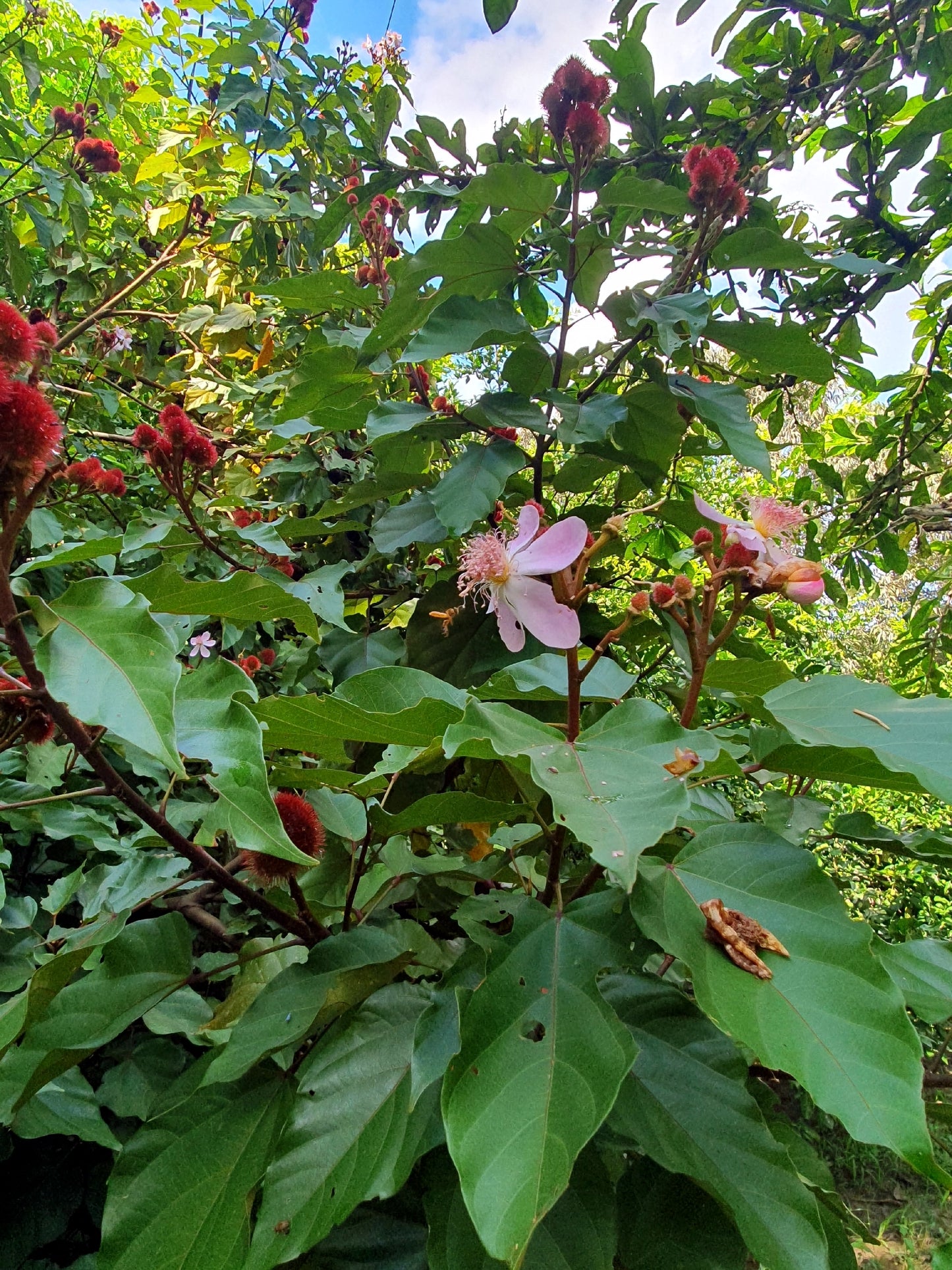 Floral and Annatto lipstick tree plant with pink flowers and red buds in a natural setting