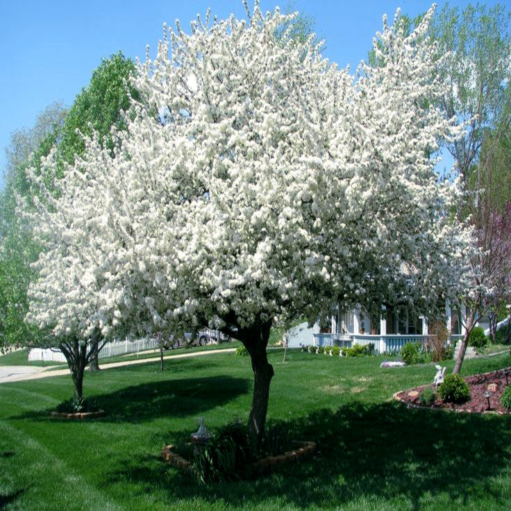 White flowers on paradise apple tree in front yard landscape.