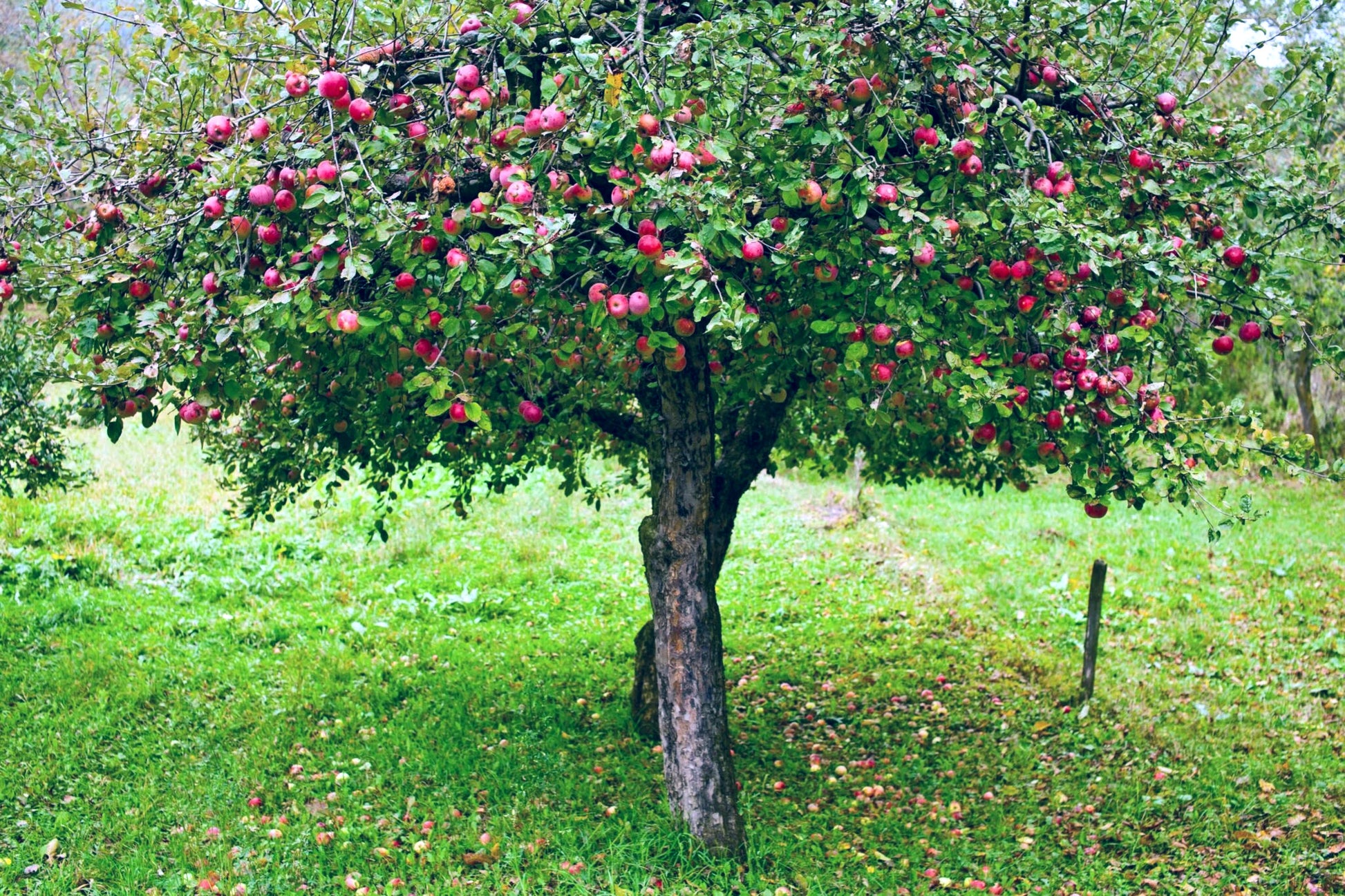 Red apples on a Paradise apple fruit tree in green grass with apples on the ground.