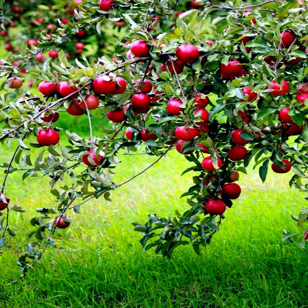 Red apples hanging from branches of paradise apple tree. 