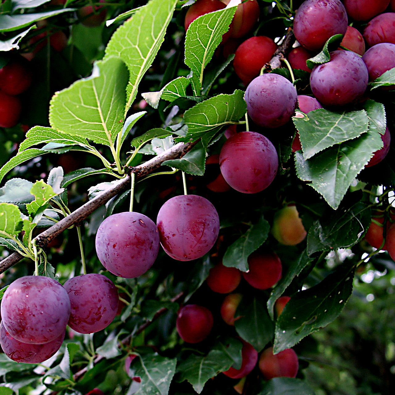 American Plum tree fruits hanging from branch with green leaves. Prunus americana