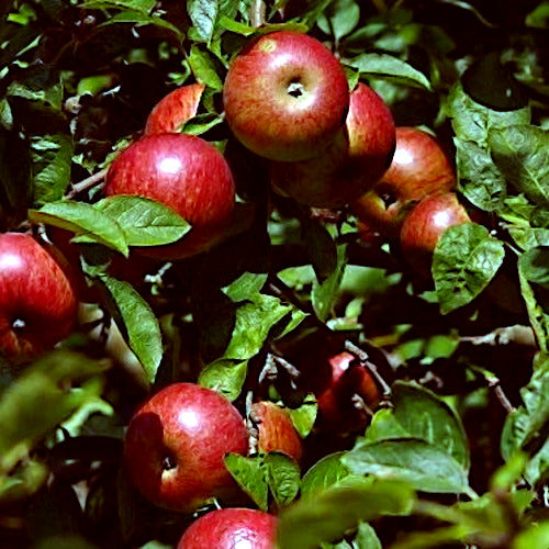 Red paradise apples on branches with green leaves.
