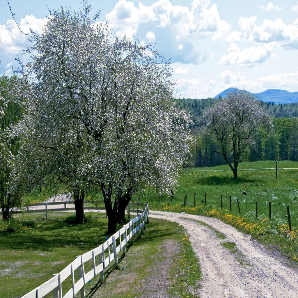 White flowers blooming on paradise apple trees alongside a fence and country road.