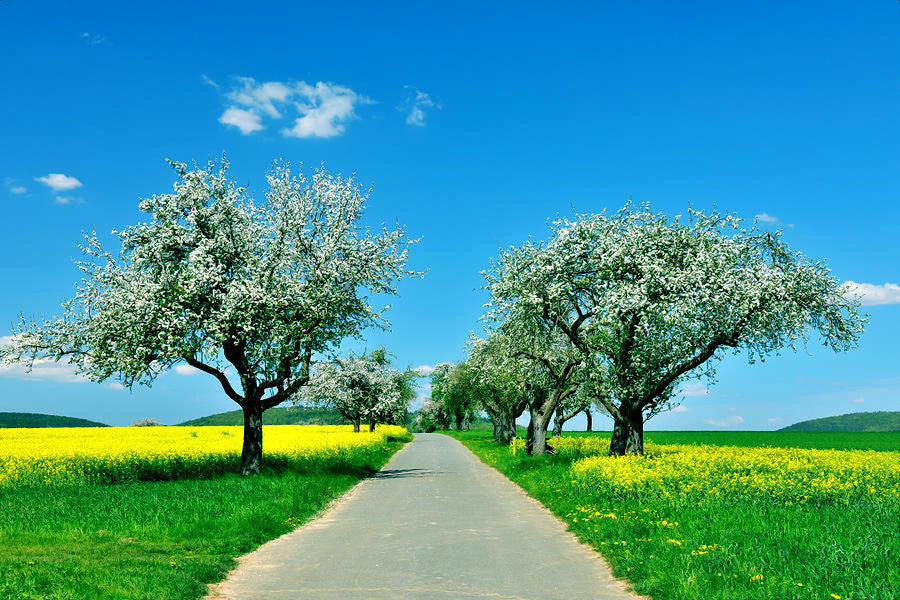 Large paradise apple trees in yellow flower meadows bordering roadway.