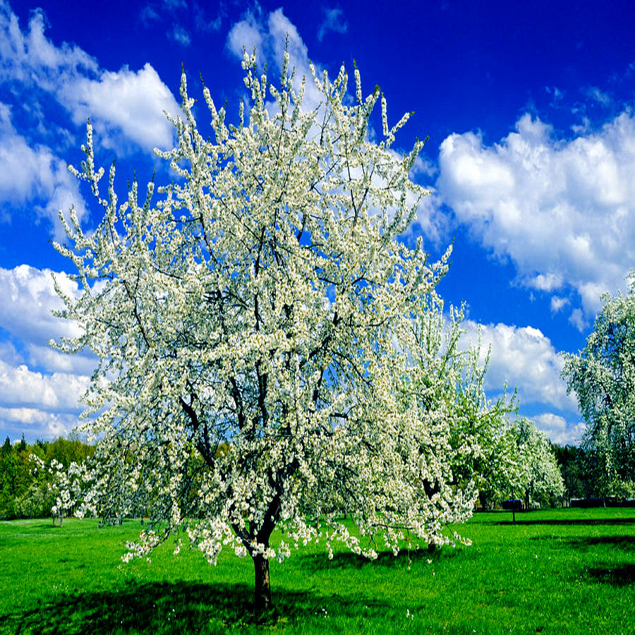 White flowers blooming on a Paradise apple tree in field with blue sky background.