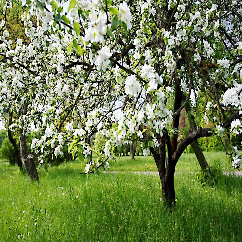 White flowers blooming on apple tree in green grass. 