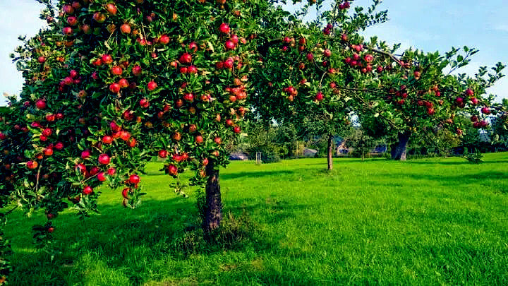 Paradise apple tree in landscape setting with green grass.