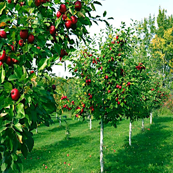 Orchard of paradise apple trees with green grass and apples on the ground. 