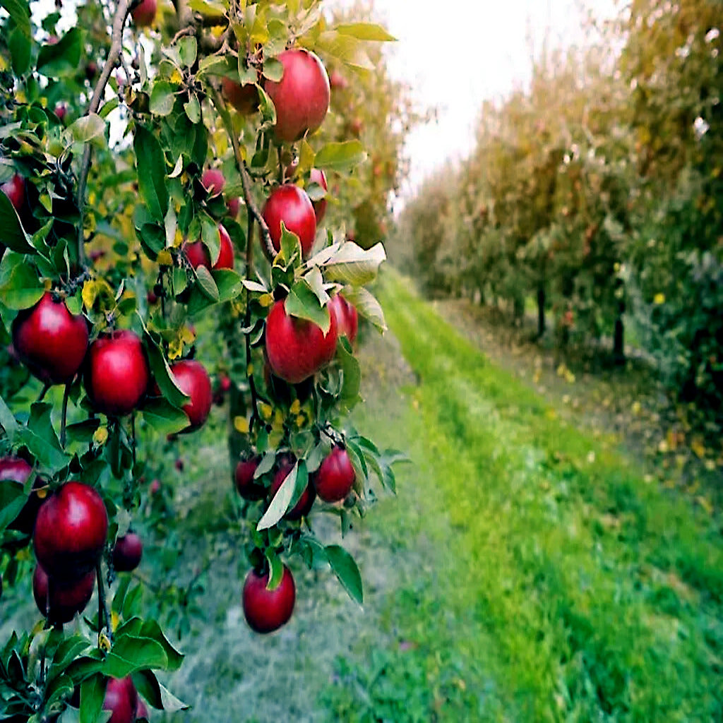 Red apples hanging in an orchard of Paradise apple fruit trees. (Malus pumila)