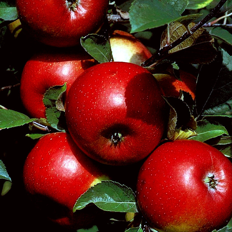 Red Paradise apple tree fruits with green leaves.