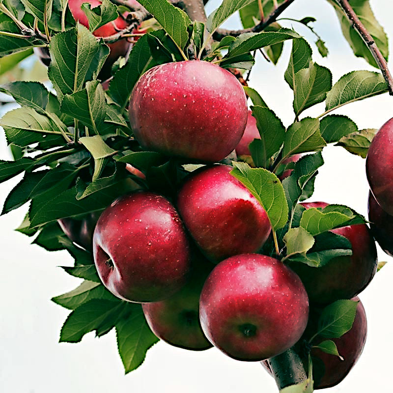 Cluster of red paradise apples hanging from a branch with green leaves. 
