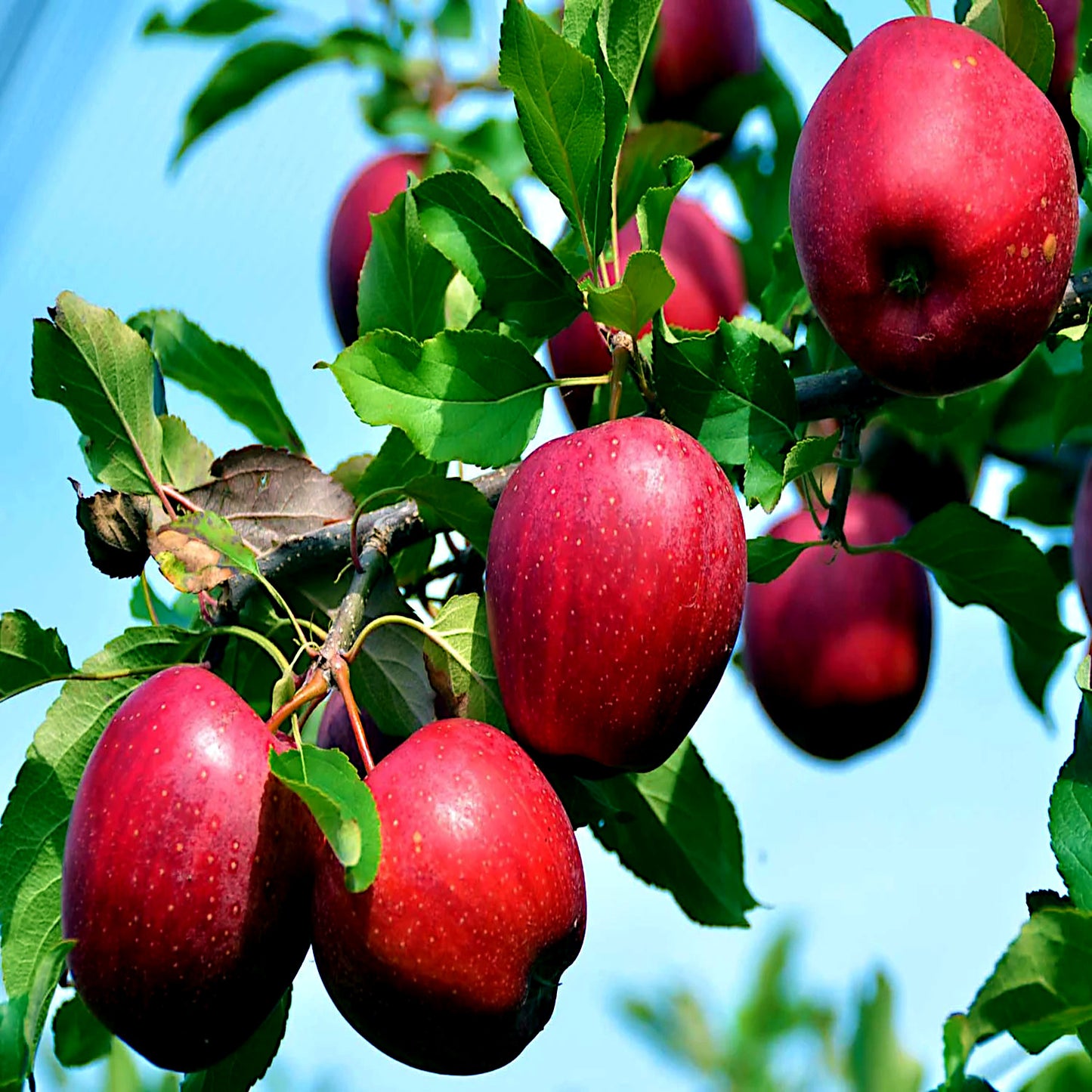 Red Paradise apple tree fruit hanging from branch with green leaves. (Malus pumila)