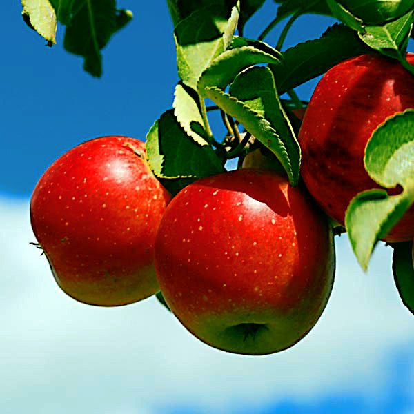 Three large red apples with green leaves and blue sky background.