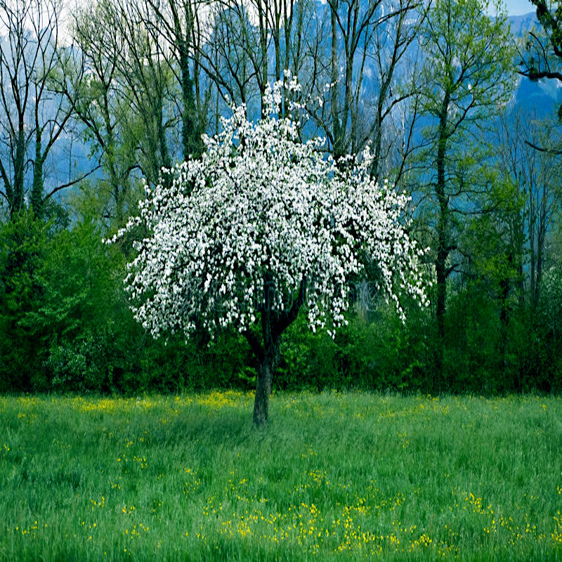 White flowers blooming on Paradise apple tree with trees and mountain background. (Malus pumila)