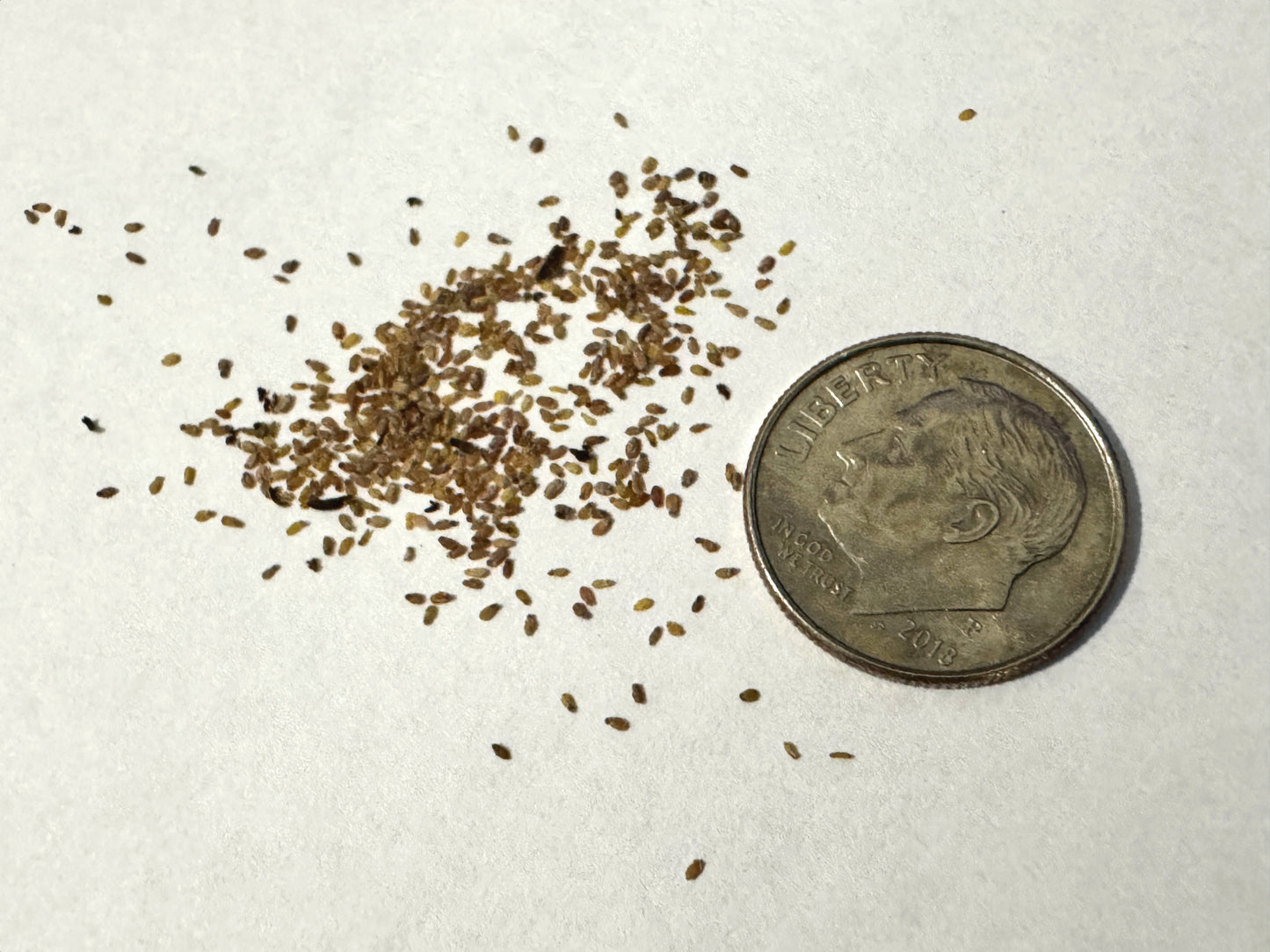 Small pile of Quaking Aspen tree seeds next to a U.S. dime coin on a white background. (Populus tremuloides)