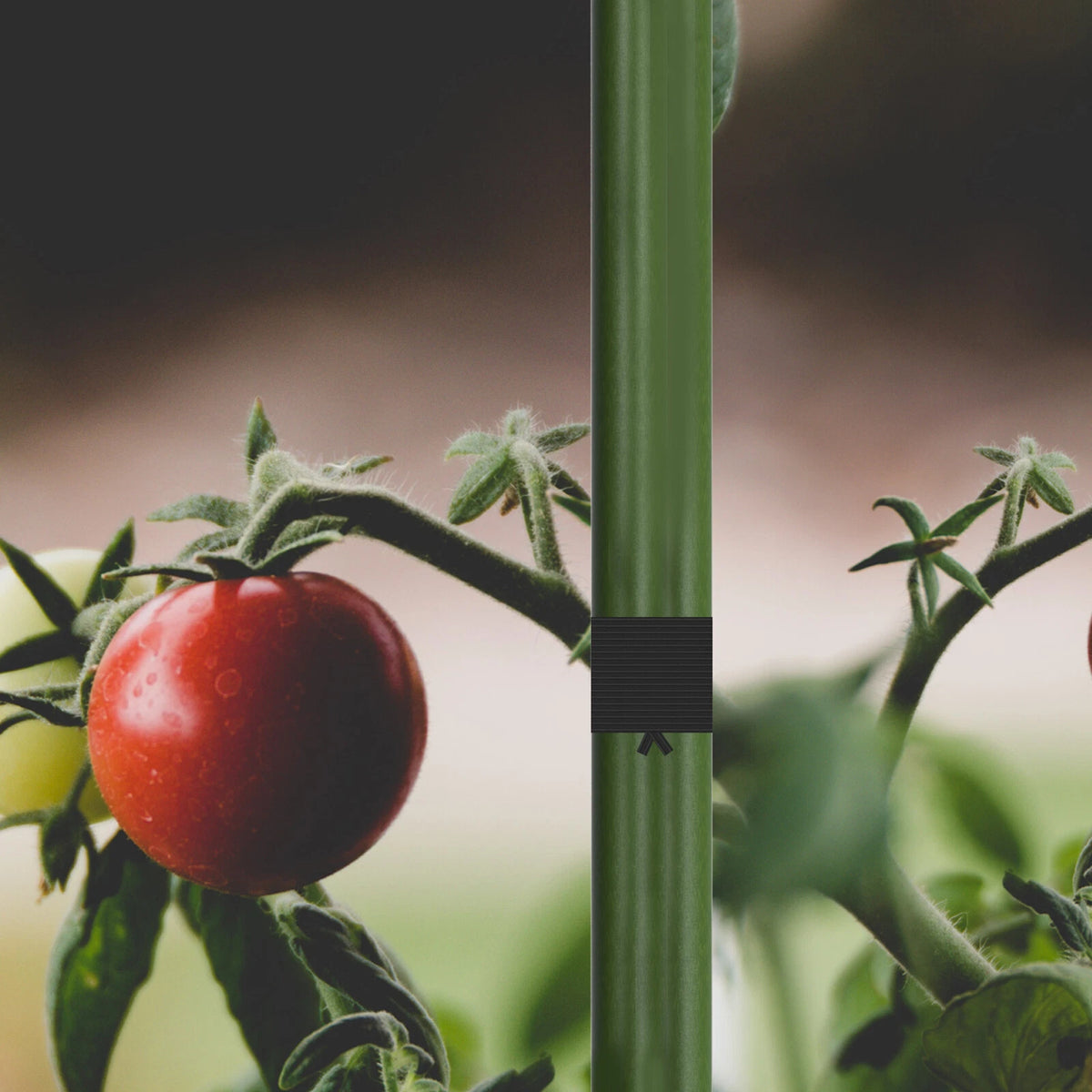 Red tomato on a plant held with black plant tie on a green stake in the foreground