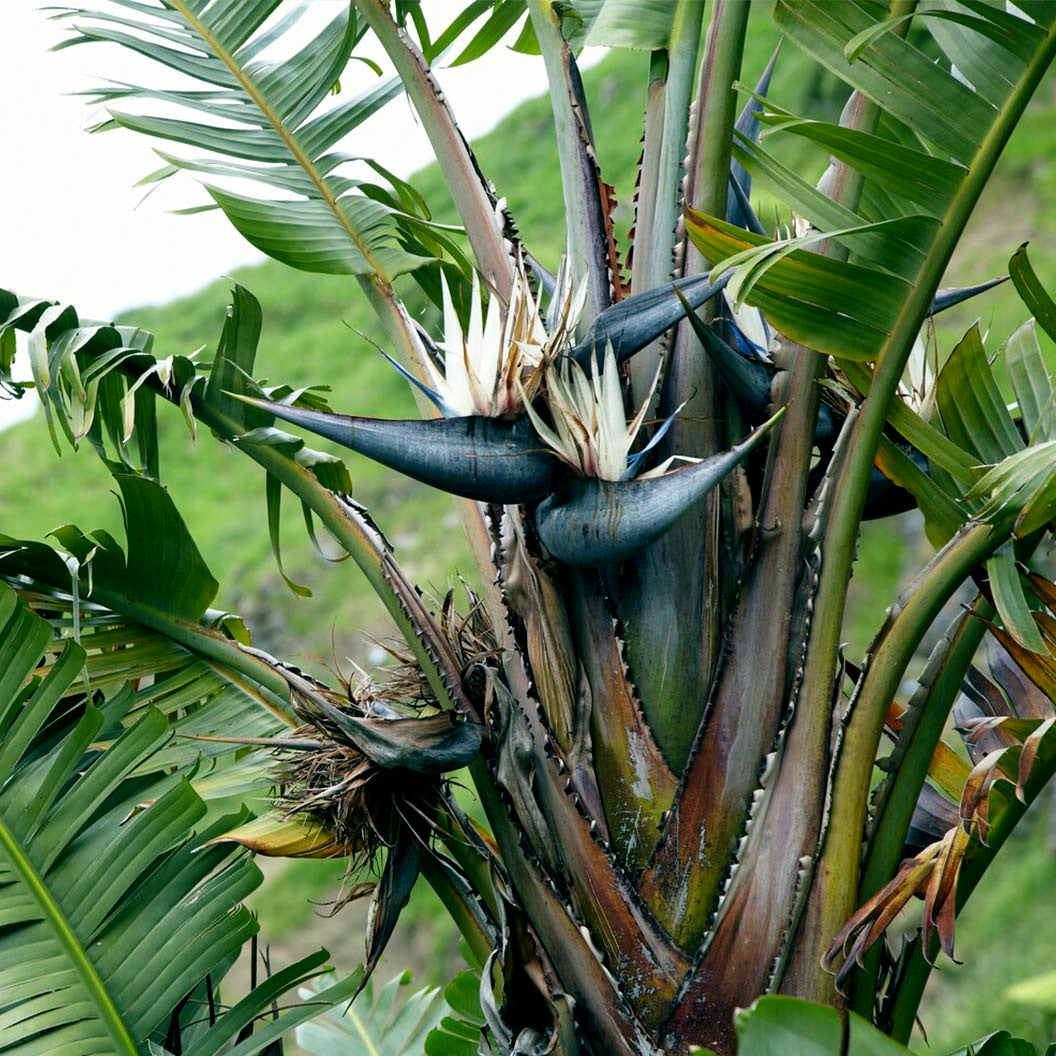 Close-up of a tropical Giant White Bird of Paradise plant with large green leaves and spiky blue flowers. (Strelitzia nicolai)