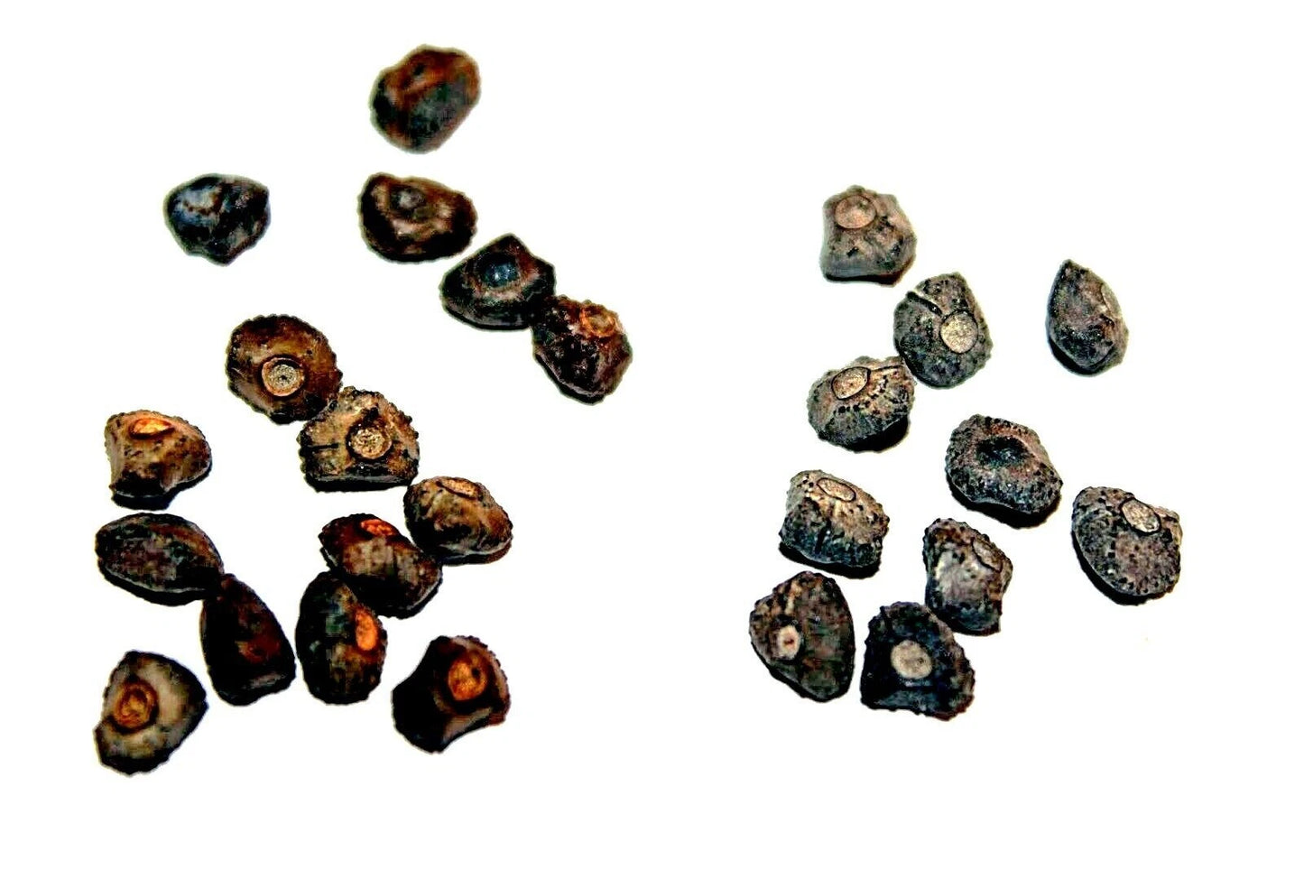 Collection of dark brown dwarf banana seeds on a white background