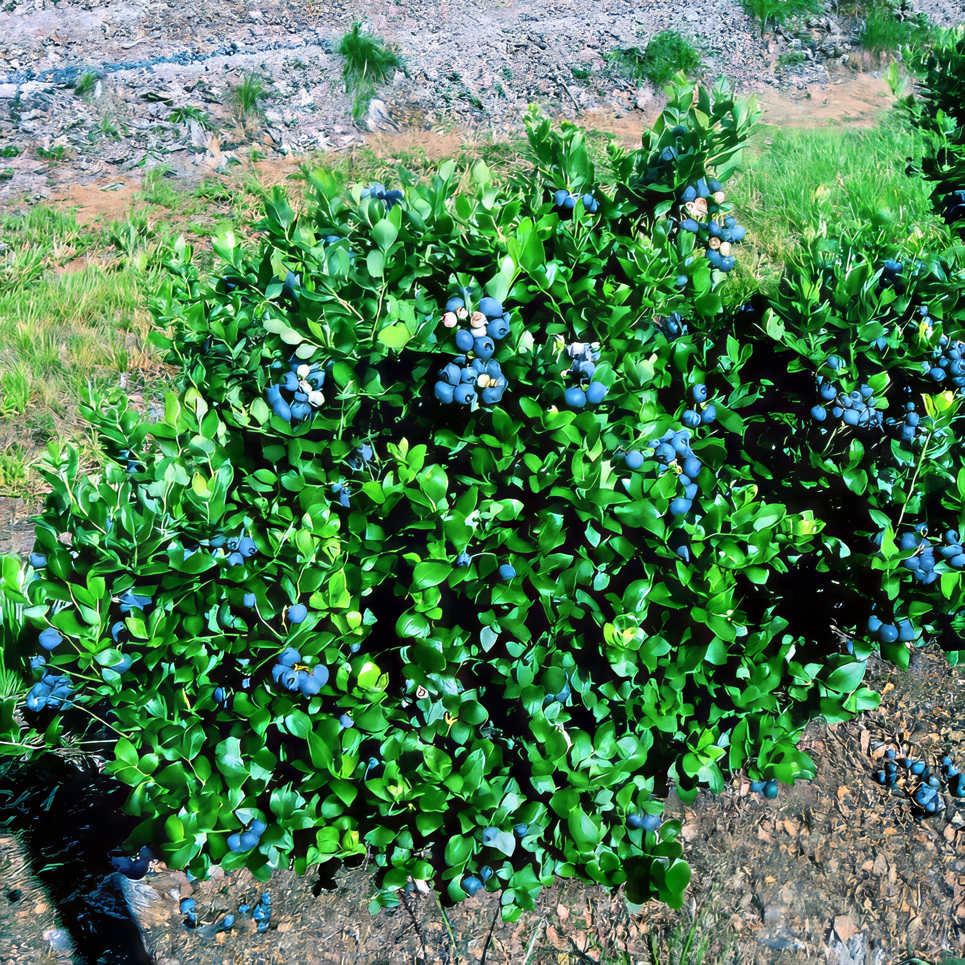 Southern Highbush Blueberry bush with ripe blueberries in a natural outdoor setting. (Vaccinium corymbosum)