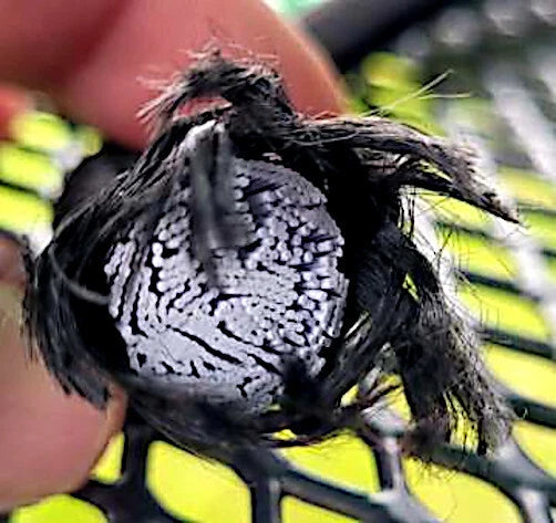 Close-up of inner 100% latex rubber inside of bungee cord.
