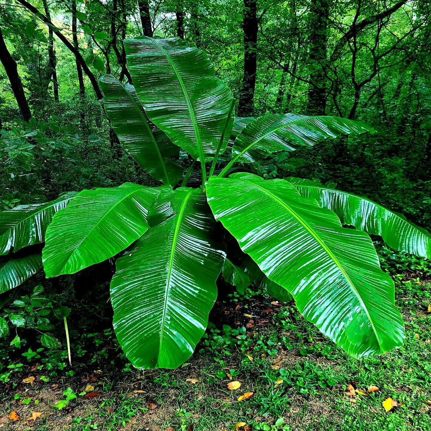 Large green leaves of a dwarf musa banana plant in a forest setting