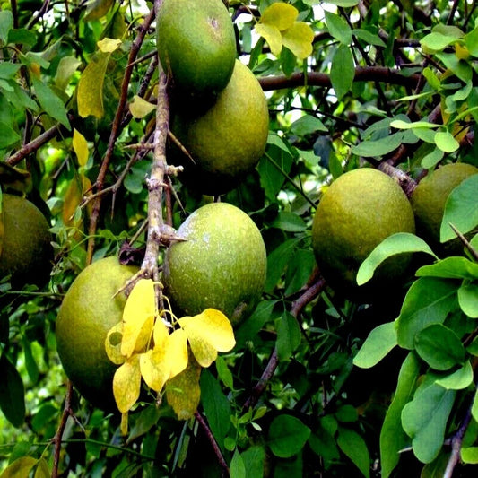 Green Bael (Aegle marmelos) fruits on a tree with yellow flowers