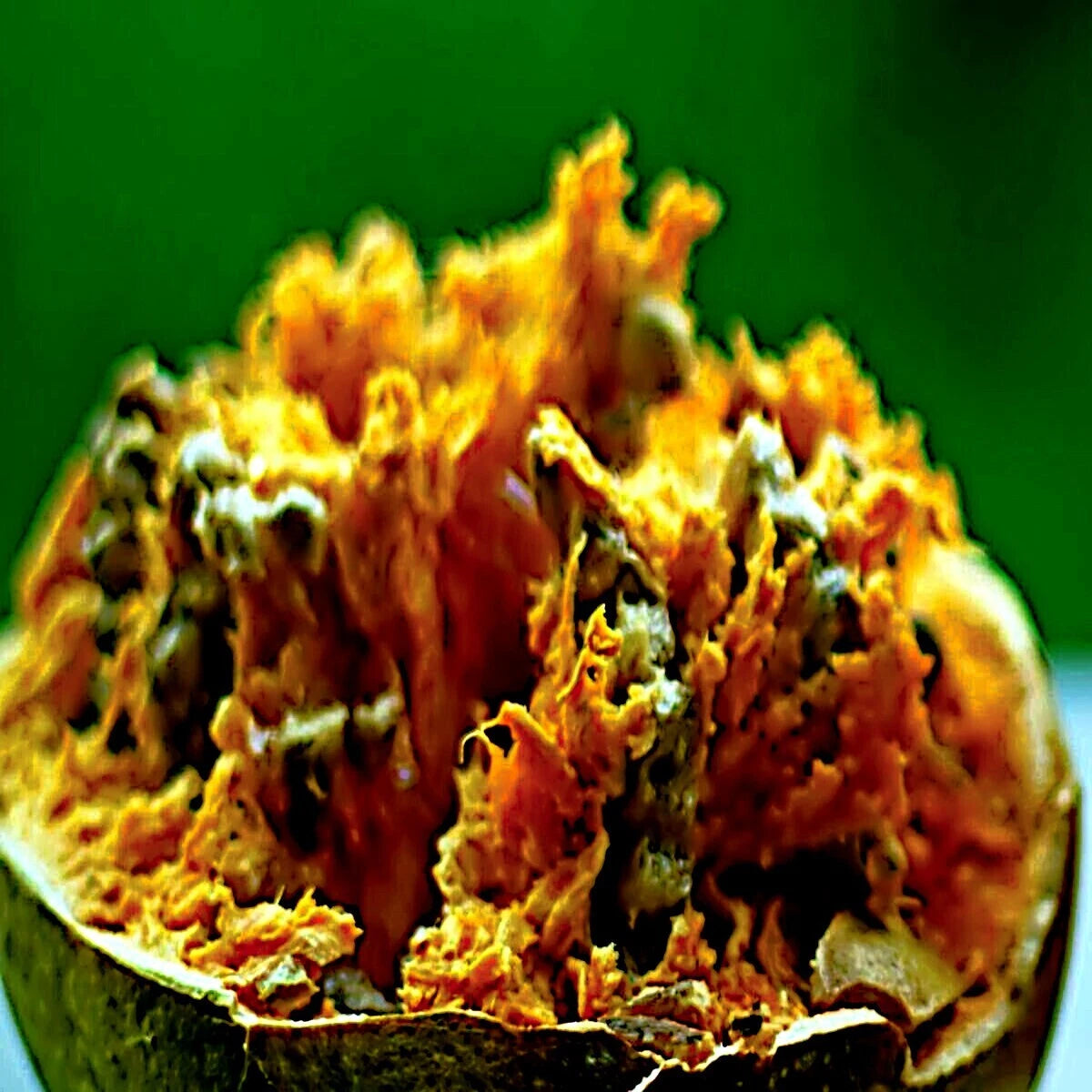Close-up of a split open Bael fruit with fibrous interior on a green background