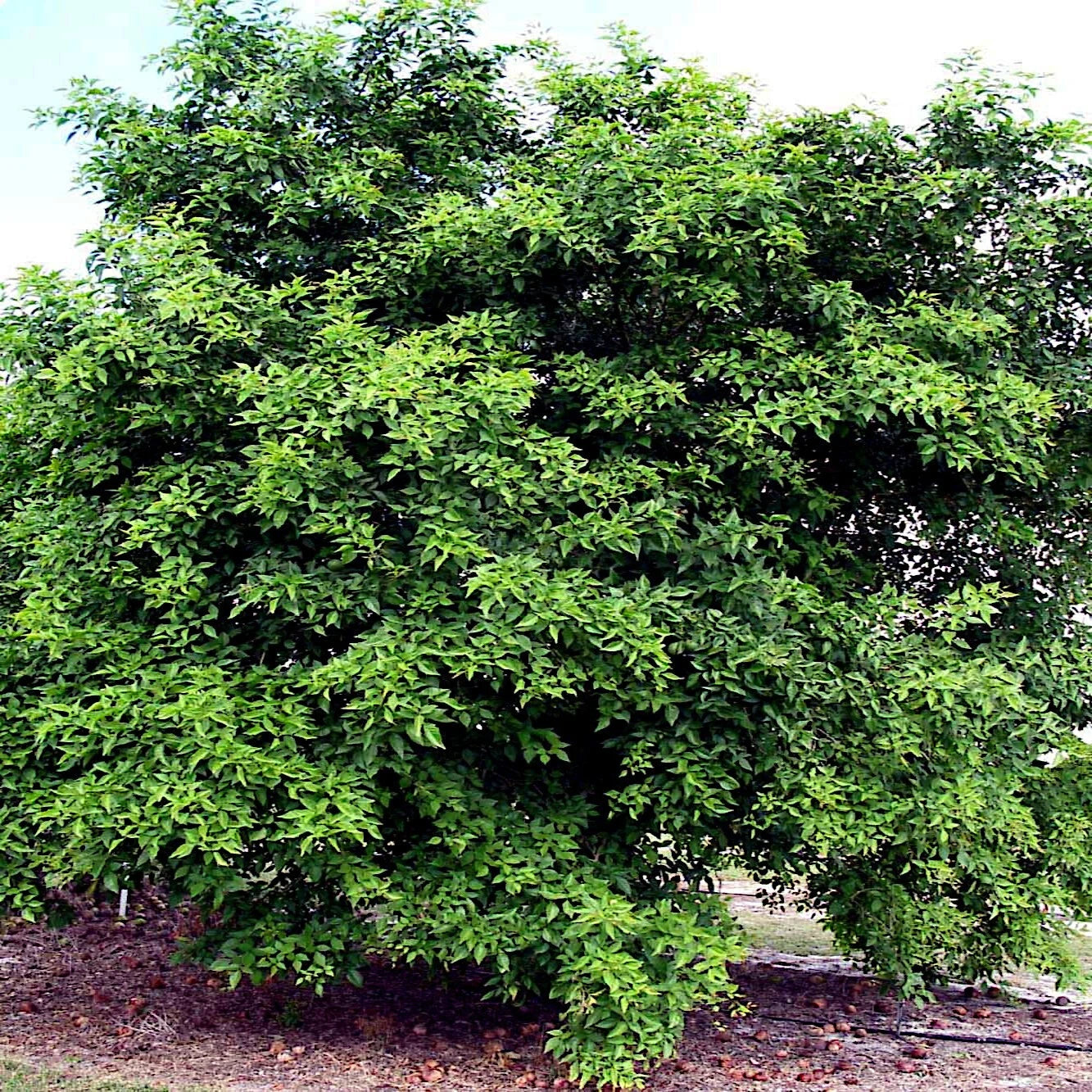 Large green bael tree with dense foliage