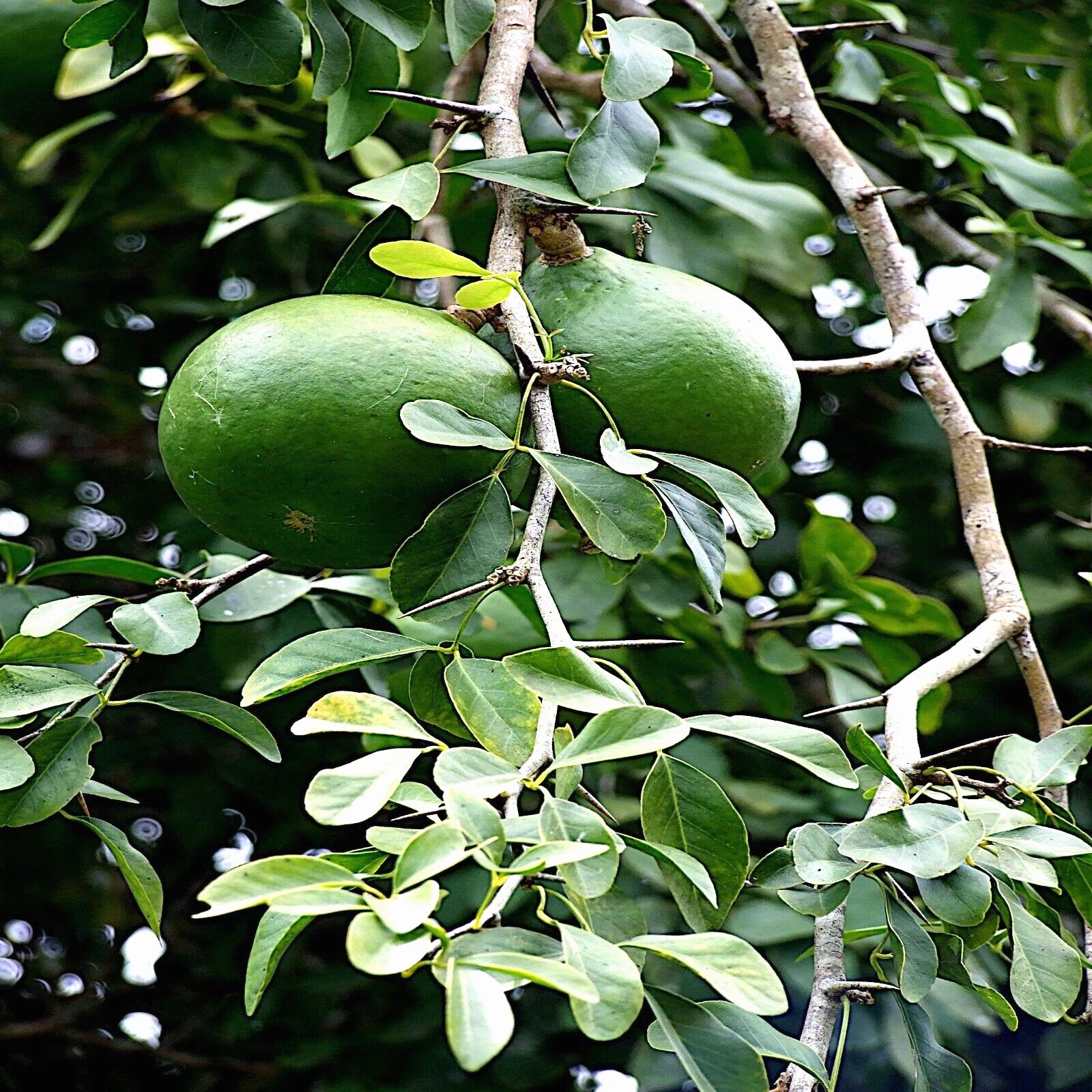 Green bael fruits hanging from a tree branch with leaves