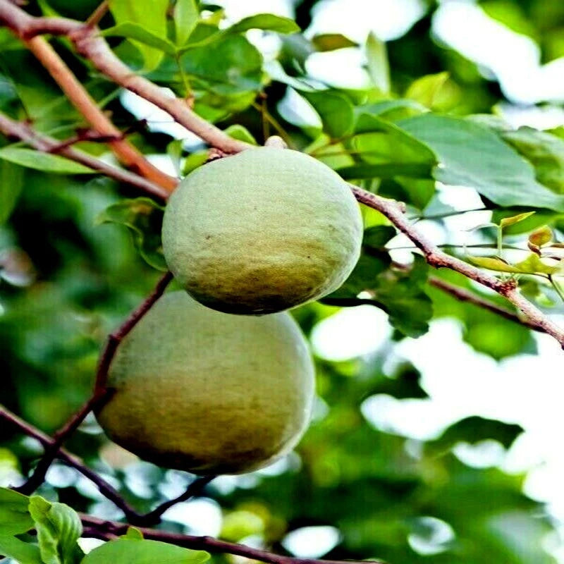 Two green bael fruits hanging from a tree branch with a blurred green background