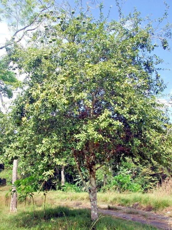 Bael Tree with green leaves in a natural setting