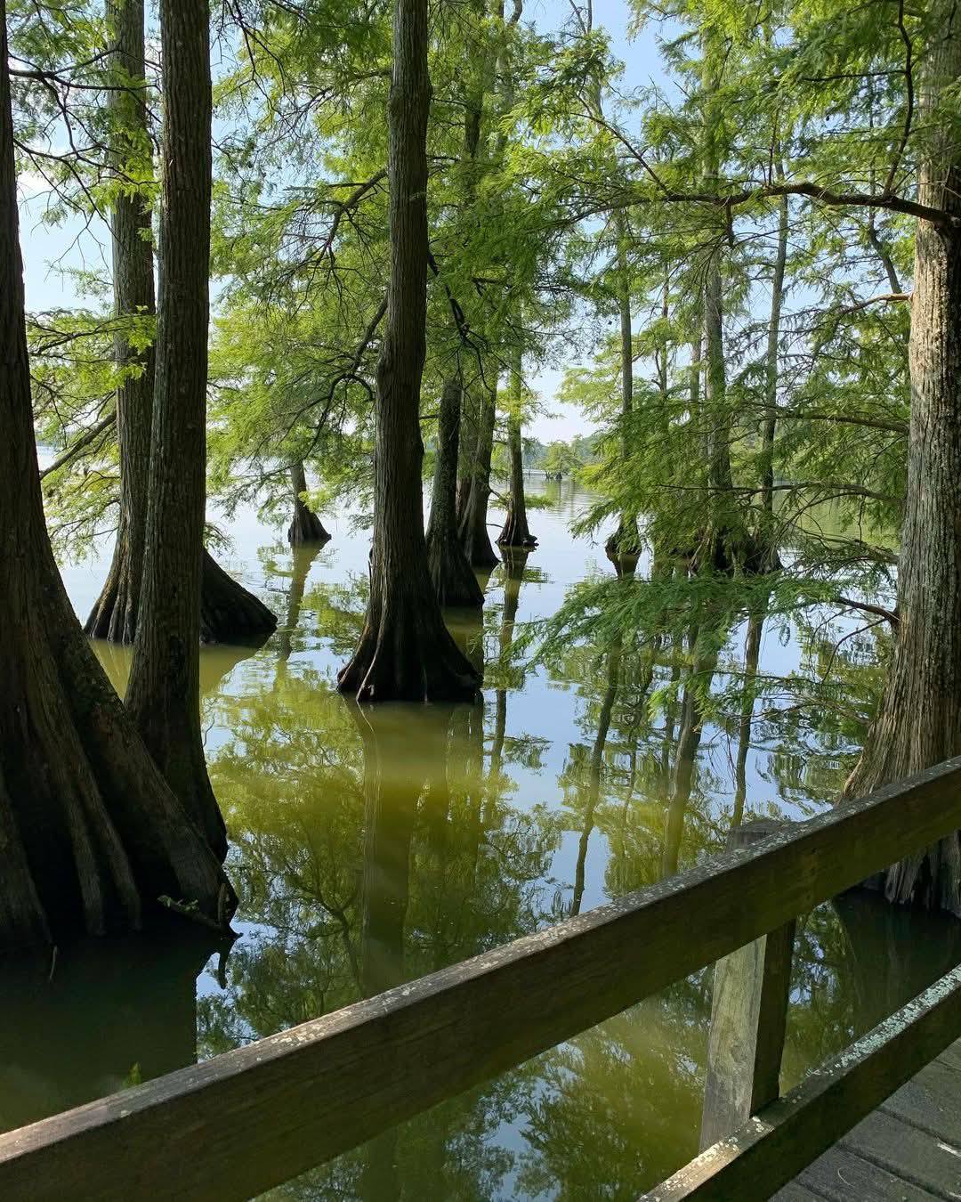 Wooden boardwalk leading through a swamp with Bald Cypress trees and water