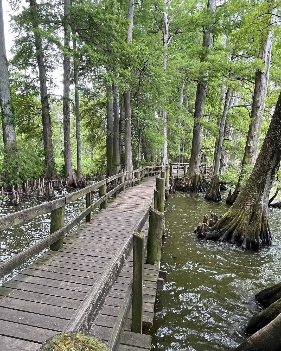 Wooden boardwalk leading through a marshy area with Southern Bald Swamp Cypress trees and water
