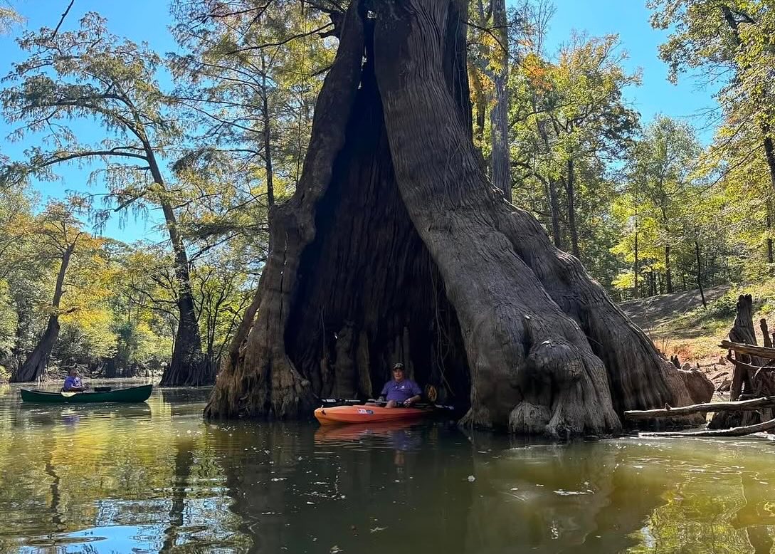 Two people in kayaks near a large Southern Bald Swamp Cypress tree trunk on a river
