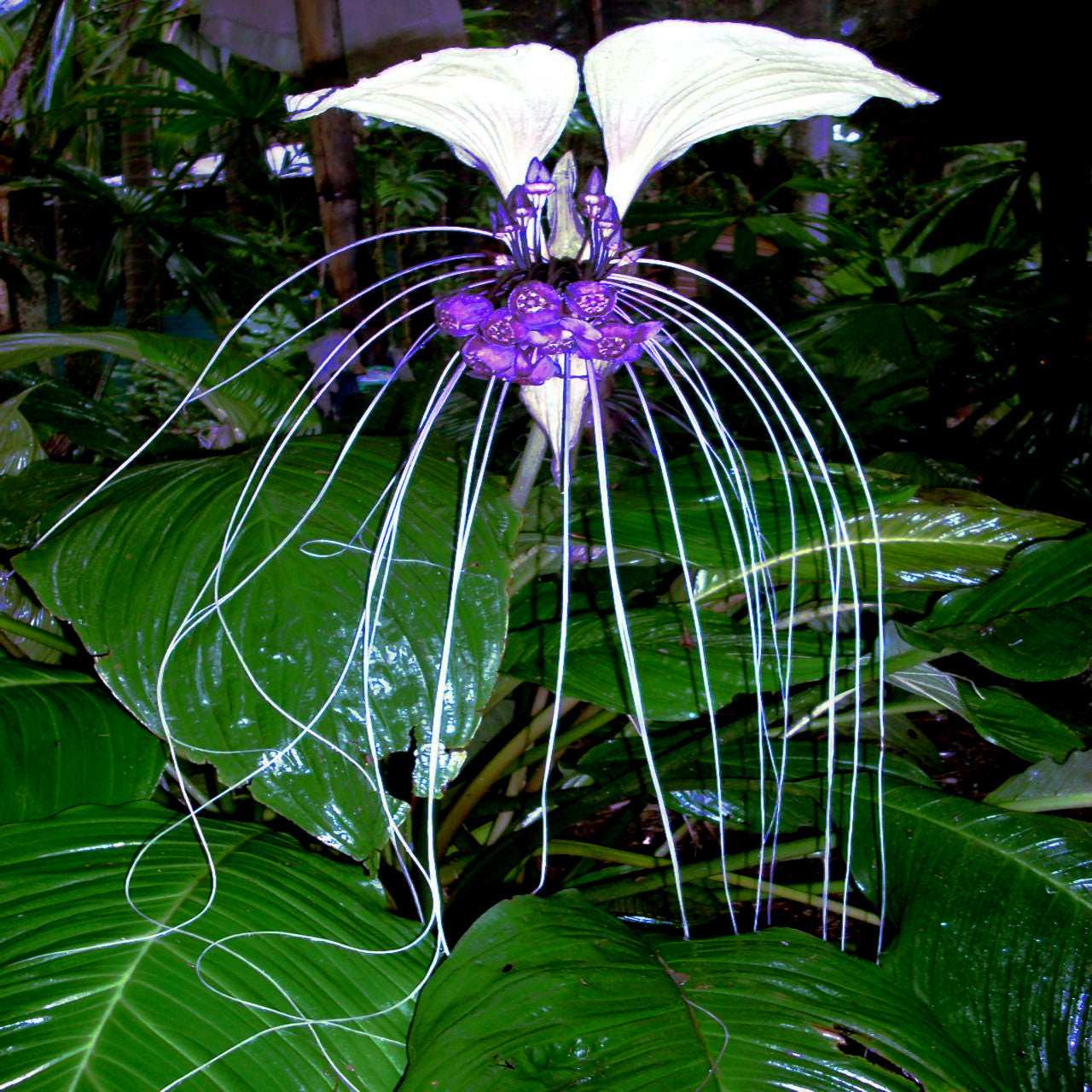 Tropical White bat flower plant with large green leaves and a central purple flower structure. Tacca integrifolia