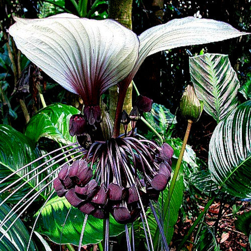 Close-up of a unique white bat plant with large white leaves and purple flower buds in a natural setting.