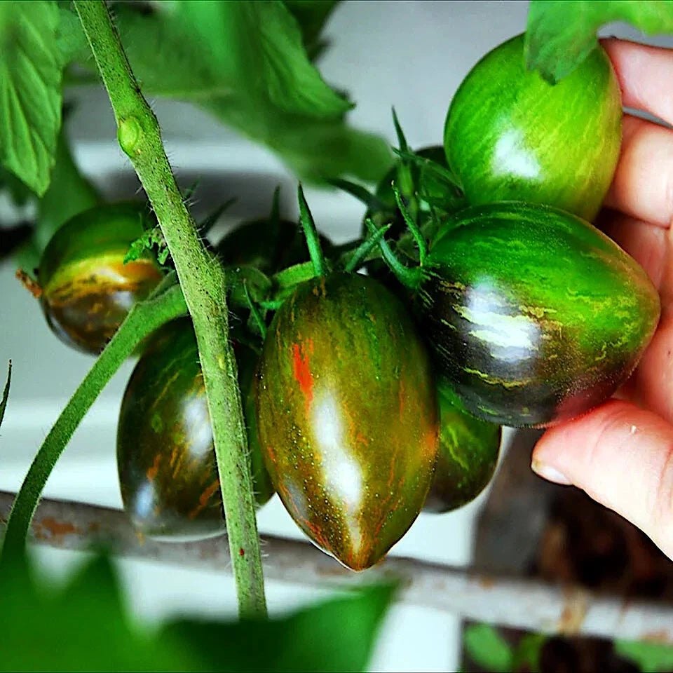 Hand picking green Brad's atomic tomatoes from a plant