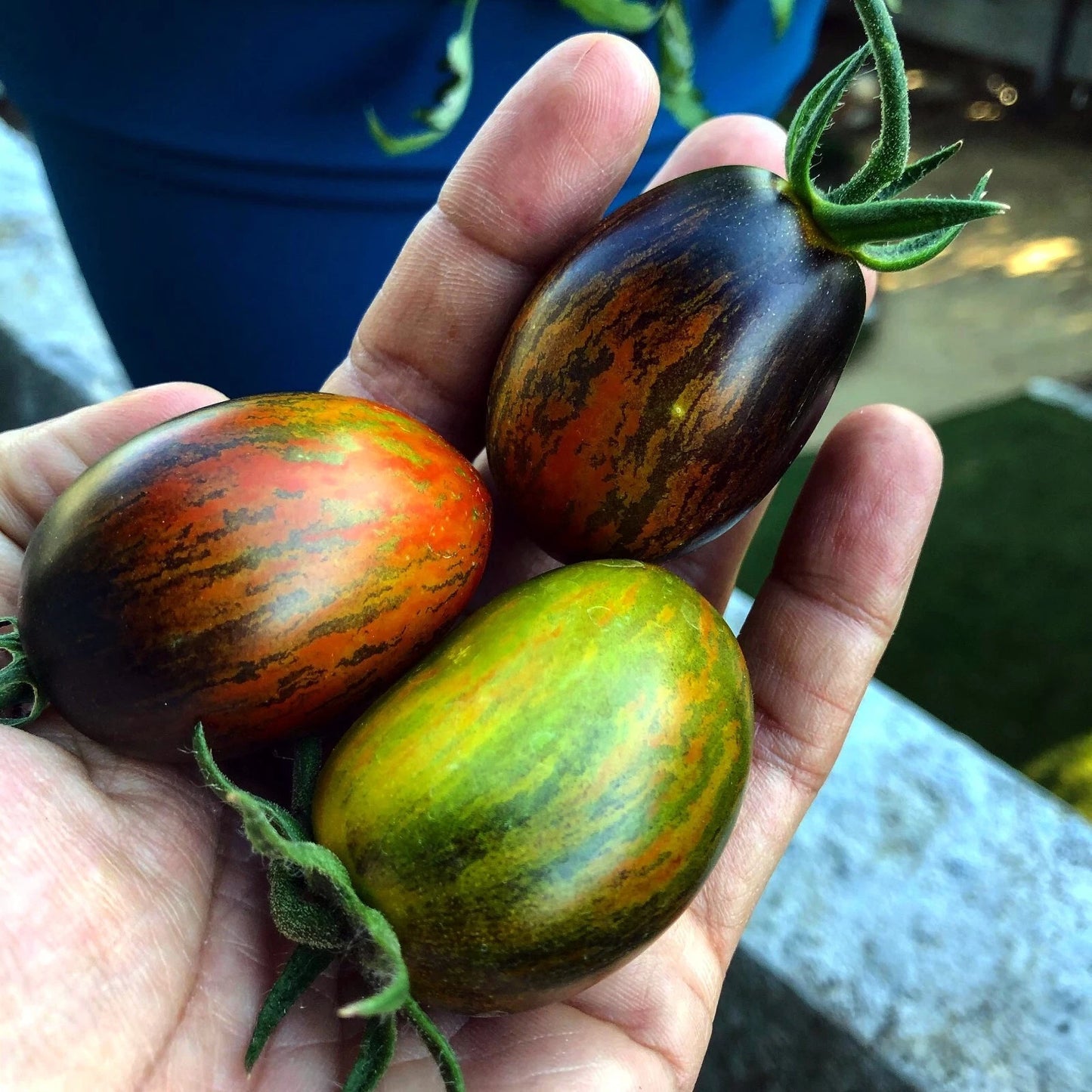 Three marbled Brad's atomic tomatoes held in a hand with a blurred background