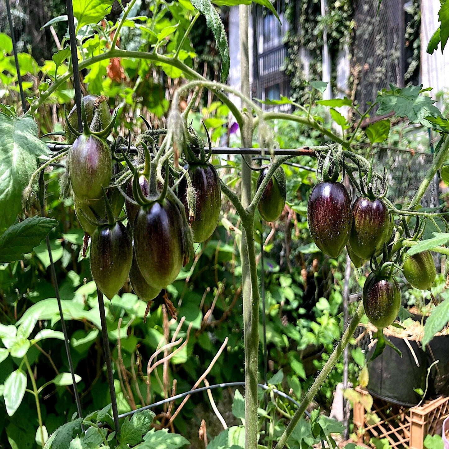 Green Brad's atomic tomato tomatoes on a vine in a garden setting