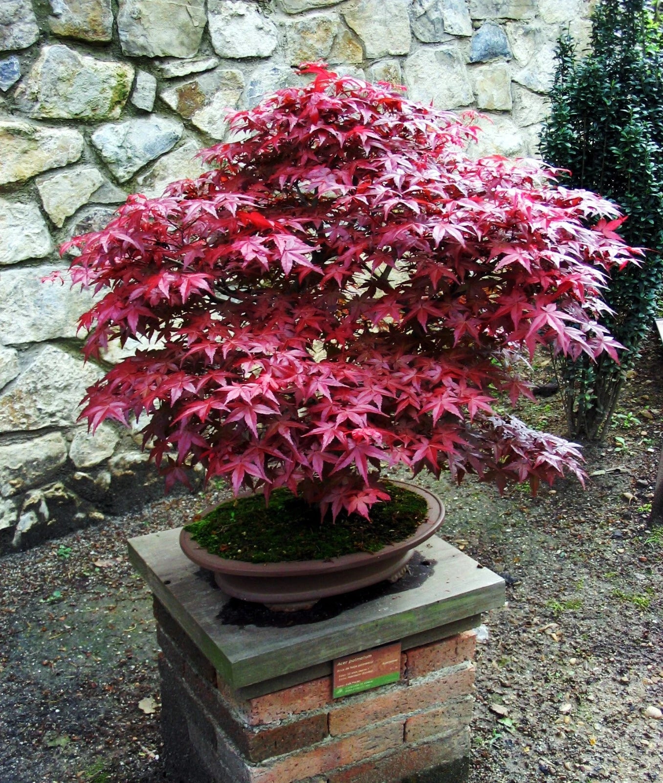 Bloodgood maple Bonsai tree with red leaves on a stone pedestal against a stone wall.