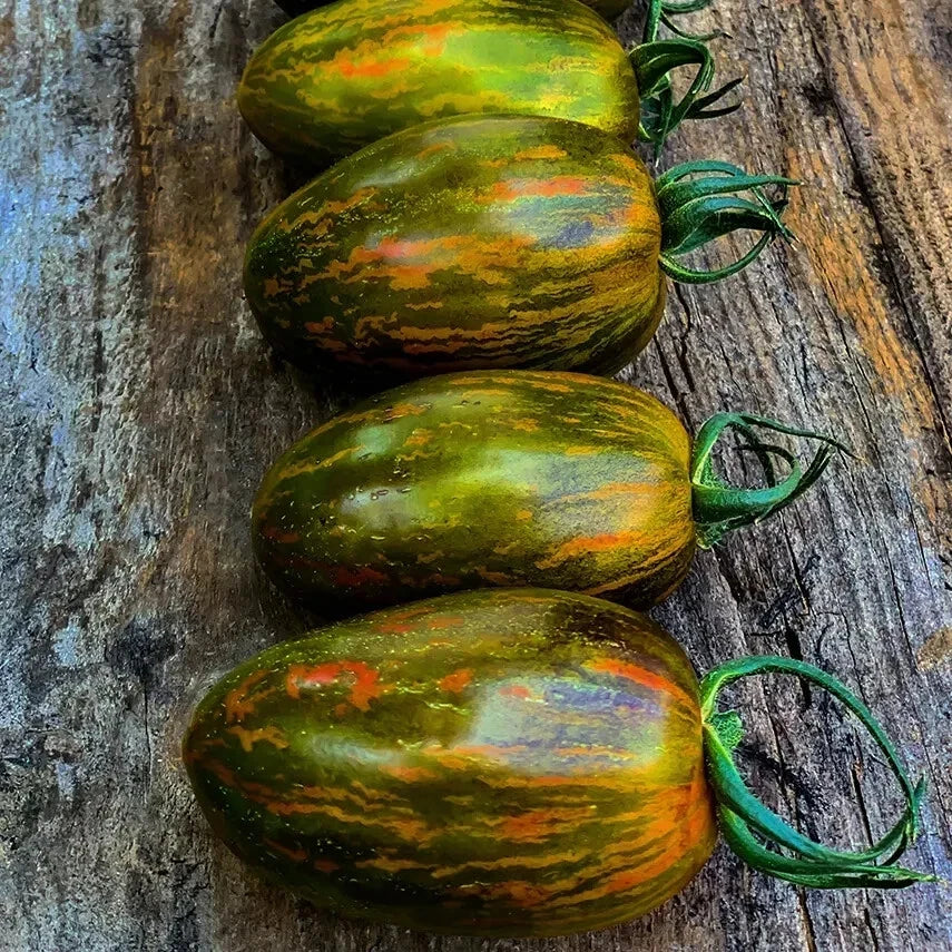Green and orange striped Brad's atomic  grape tomato tomatoes on a wooden surface